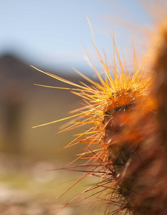 ripstop bag ︻デニー black&brown